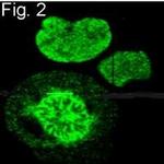 S-peptide Epitope Tag Antibody in Immunocytochemistry (ICC/IF)