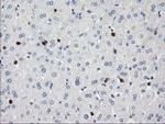 S100A12 Antibody in Immunohistochemistry (Paraffin) (IHC (P))