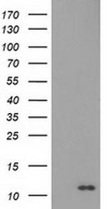 S100A12 Antibody in Western Blot (WB)