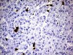 S100A9 Antibody in Immunohistochemistry (Paraffin) (IHC (P))