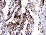 S100A9 Antibody in Immunohistochemistry (Paraffin) (IHC (P))