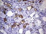 S100A9 Antibody in Immunohistochemistry (Paraffin) (IHC (P))