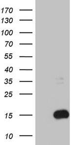 S100B Antibody in Western Blot (WB)