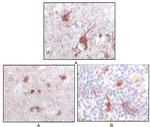 S100B Antibody in Immunohistochemistry (Paraffin) (IHC (P))