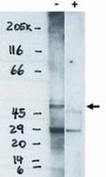 EDG6 Antibody in Western Blot (WB)