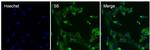 S6 Antibody in Immunocytochemistry (ICC/IF)