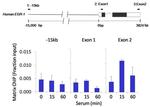 S6 Antibody in ChIP Assay (ChIP)