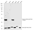 Human Lambda Light Chain Secondary Antibody in Western Blot (WB)
