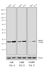 Rabbit IgG (H+L) Cross-Adsorbed Secondary Antibody in Western Blot (WB)