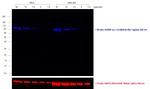 Rat IgG2b (Heavy chain) Secondary Antibody in Western Blot (WB)