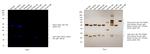 Rat IgG2b (Heavy chain) Secondary Antibody in Western Blot (WB)