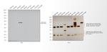 Chicken IgY (H+L) Cross-Adsorbed Secondary Antibody in Western Blot (WB)