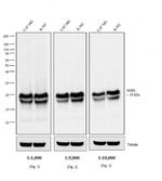 Mouse IgG Fab Secondary Antibody in Western Blot (WB)