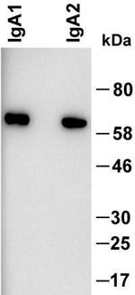 Human IgA Secondary Antibody in Western Blot (WB)