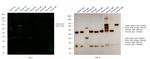 Chicken IgY (H+L) Secondary Antibody