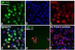 Human IgM Secondary Antibody