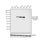 Human IgM Secondary Antibody