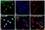 Human IgM Secondary Antibody in Immunocytochemistry (ICC/IF)