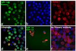 Human IgM Secondary Antibody in Immunocytochemistry (ICC/IF)