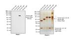 Human IgM Secondary Antibody in Western Blot (WB)