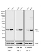 Mouse IgG (H+L) Secondary Antibody in Western Blot (WB)