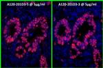 Rabbit IgG (H+L) Cross-Adsorbed Secondary Antibody in Immunohistochemistry (Paraffin) (IHC (P))