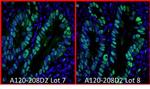 Rabbit IgG (H+L) Cross-Adsorbed Secondary Antibody in Immunohistochemistry (Paraffin) (IHC (P))