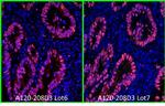 Rabbit IgG (H+L) Cross-Adsorbed Secondary Antibody in Immunohistochemistry (Paraffin) (IHC (P))