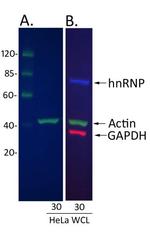 Rabbit IgG (H+L) Cross-Adsorbed Secondary Antibody in Western Blot (WB)