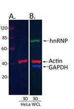 Rabbit IgG (H+L) Cross-Adsorbed Secondary Antibody in Western Blot (WB)