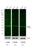 Rabbit IgG (H+L) Cross-Adsorbed Secondary Antibody in Western Blot (WB)