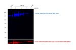 Sheep IgG (H+L) Cross-Adsorbed Secondary Antibody in Western Blot (WB)