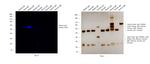 Sheep IgG (H+L) Cross-Adsorbed Secondary Antibody in Western Blot (WB)