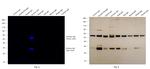 Donkey IgG (H+L) Secondary Antibody in Western Blot (WB)