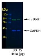 Goat IgG (H+L) Cross-Adsorbed Secondary Antibody in Western Blot (WB)