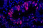 Goat IgG (H+L) Cross-Adsorbed Secondary Antibody in Immunohistochemistry (Paraffin) (IHC (P))