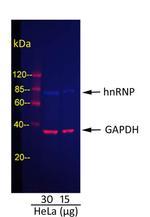 Goat IgG (H+L) Cross-Adsorbed Secondary Antibody in Western Blot (WB)