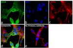 Goat IgG (H+L) Cross-Adsorbed Secondary Antibody in Immunocytochemistry (ICC/IF)