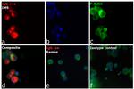 Human IgG (H+L) Cross-Adsorbed Secondary Antibody