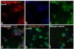 Human IgG (H+L) Cross-Adsorbed Secondary Antibody in Immunocytochemistry (ICC/IF)