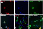 Human IgG (H+L) Cross-Adsorbed Secondary Antibody in Immunocytochemistry (ICC/IF)