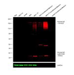 Human IgG (H+L) Cross-Adsorbed Secondary Antibody in Western Blot (WB)