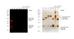 Human IgG (H+L) Cross-Adsorbed Secondary Antibody in Western Blot (WB)