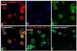 Human IgG (H+L) Cross-Adsorbed Secondary Antibody in Immunocytochemistry (ICC/IF)