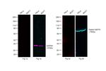 Human IgG (H+L) Cross-Adsorbed Secondary Antibody in Western Blot (WB)