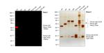 Human IgG (H+L) Cross-Adsorbed Secondary Antibody in Western Blot (WB)