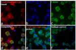 Human IgG (H+L) Cross-Adsorbed Secondary Antibody in Immunocytochemistry (ICC/IF)