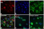 Human IgG (H+L) Cross-Adsorbed Secondary Antibody