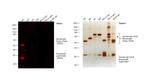 Human IgG (H+L) Cross-Adsorbed Secondary Antibody in Western Blot (WB)