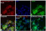 Human IgG (H+L) Cross-Adsorbed Secondary Antibody in Immunocytochemistry (ICC/IF)